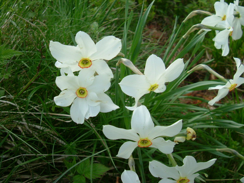 Narcissus poeticus / Narciso selvatico